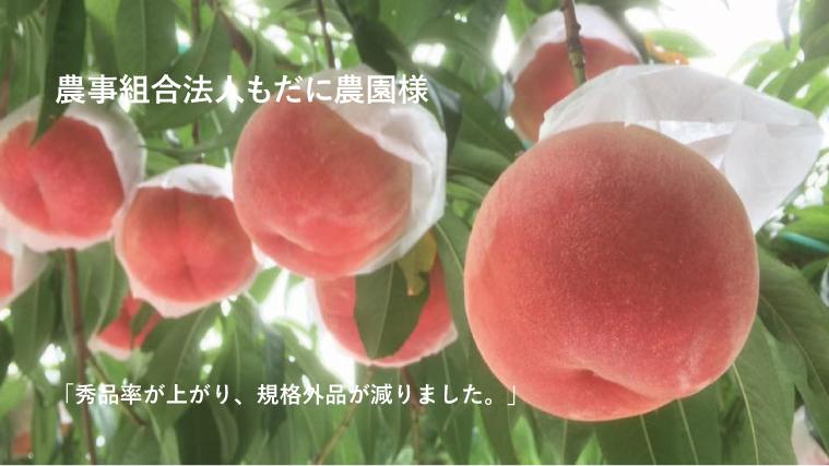 杉山水使用桃農家の感想