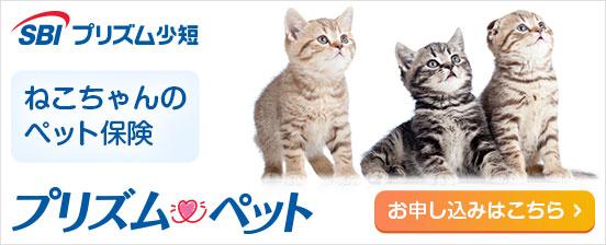 福岡天神ねこの会のSBIプリズムペット保険
