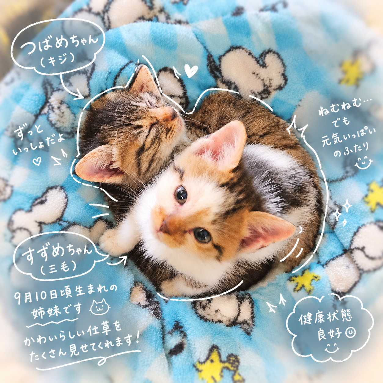 TNR保護猫活動子ねこ里親募集　福岡市保護猫　福岡市保護猫譲渡　保護猫里親募集福岡市　猫捕獲福岡市　保護猫預かりボランティア福岡市