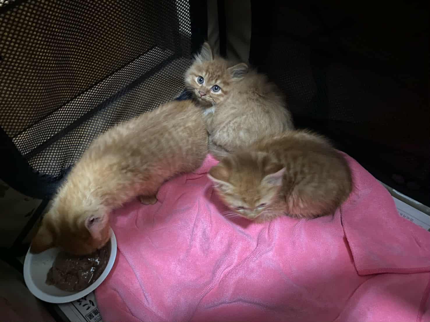 TNR保護猫活動子ねこ里親募集　福岡市保護猫　福岡市保護猫譲渡　保護猫里親募集福岡市　猫捕獲福岡市　保護猫預かりボランティア福岡市