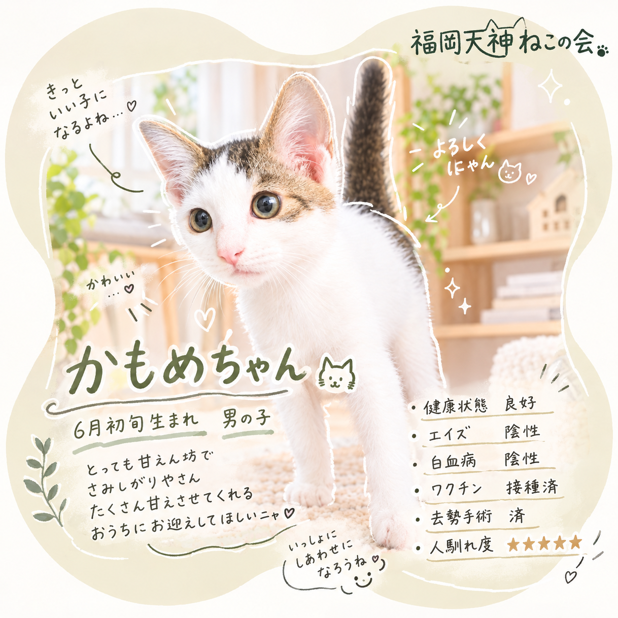 TNR保護猫活動子ねこ里親募集　福岡市保護猫　福岡市保護猫譲渡　保護猫里親募集福岡市　猫捕獲福岡市　保護猫預かりボランティア福岡市