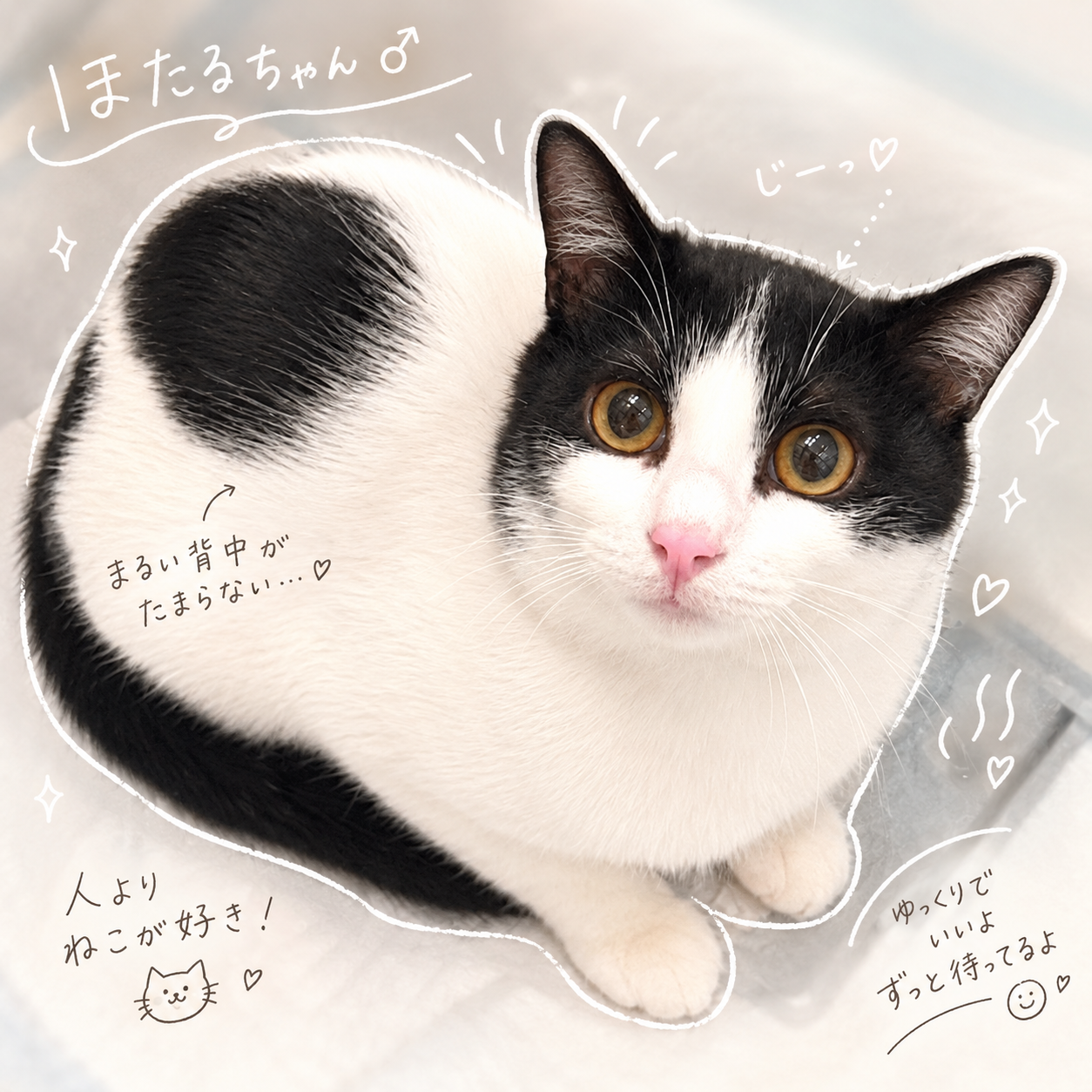 TNR保護猫活動子ねこ里親募集　福岡市保護猫　福岡市保護猫譲渡　保護猫里親募集福岡市　猫捕獲福岡市　保護猫預かりボランティア福岡市