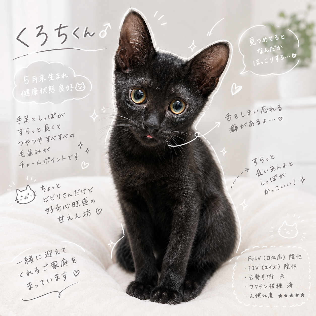 TNR保護猫活動子ねこ里親募集　福岡市保護猫　福岡市保護猫譲渡　保護猫里親募集福岡市　猫捕獲福岡市　保護猫預かりボランティア福岡市