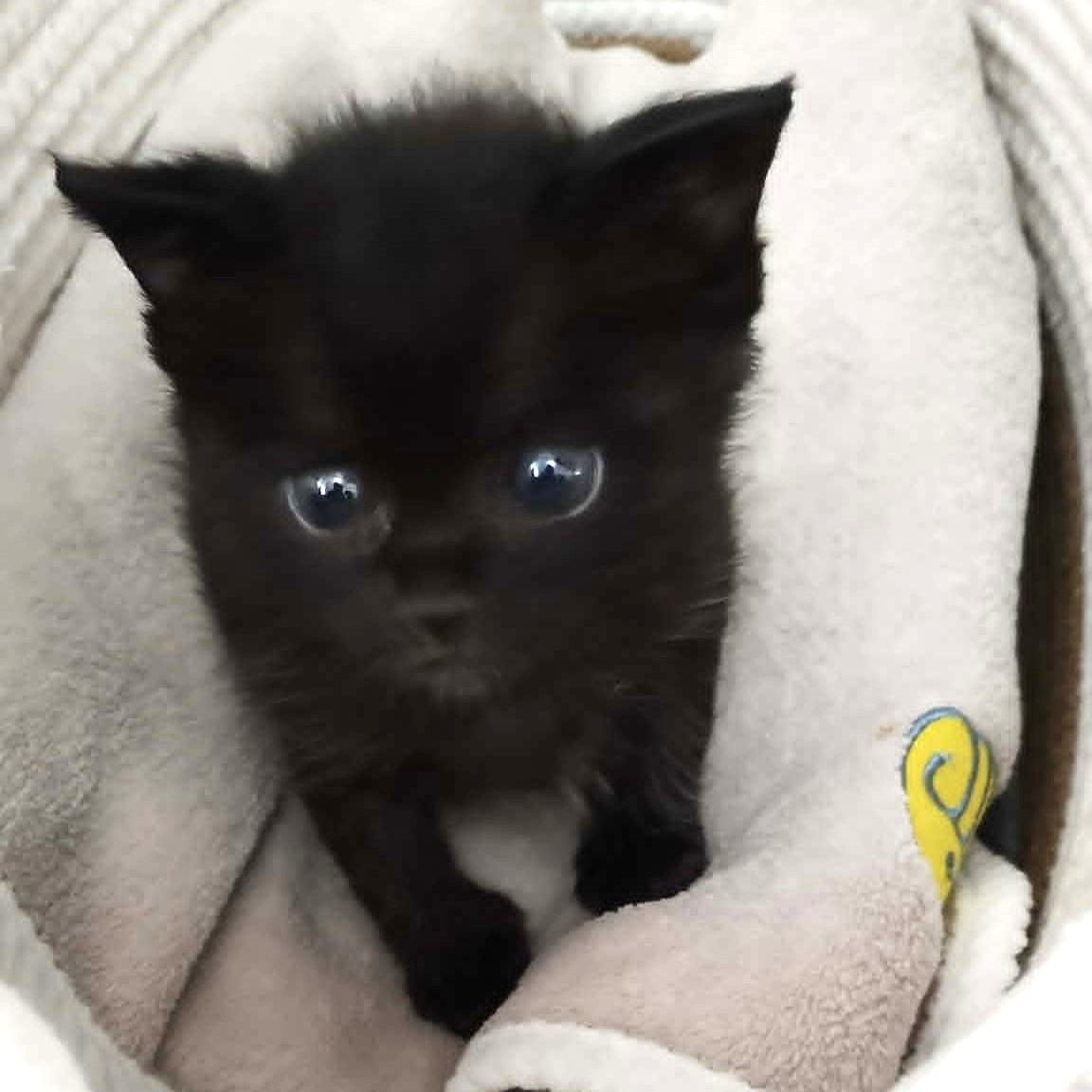 TNR保護猫活動子ねこ里親募集　福岡市保護猫　福岡市保護猫譲渡　保護猫里親募集福岡市　猫捕獲福岡市　保護猫預かりボランティア福岡市
