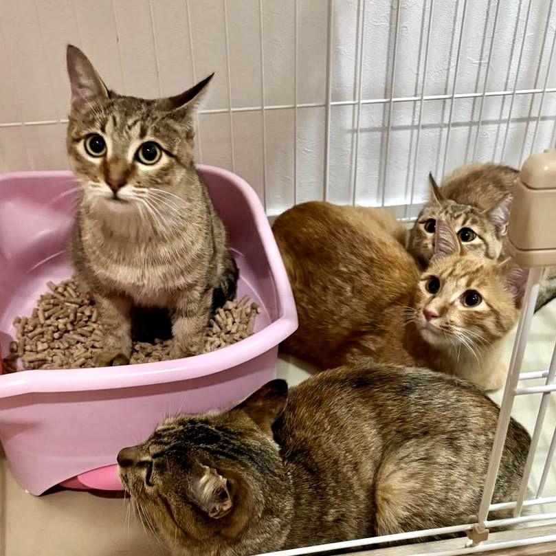 TNR保護猫活動子ねこ里親募集　福岡市保護猫　福岡市保護猫譲渡　保護猫里親募集福岡市　猫捕獲福岡市　保護猫預かりボランティア福岡市