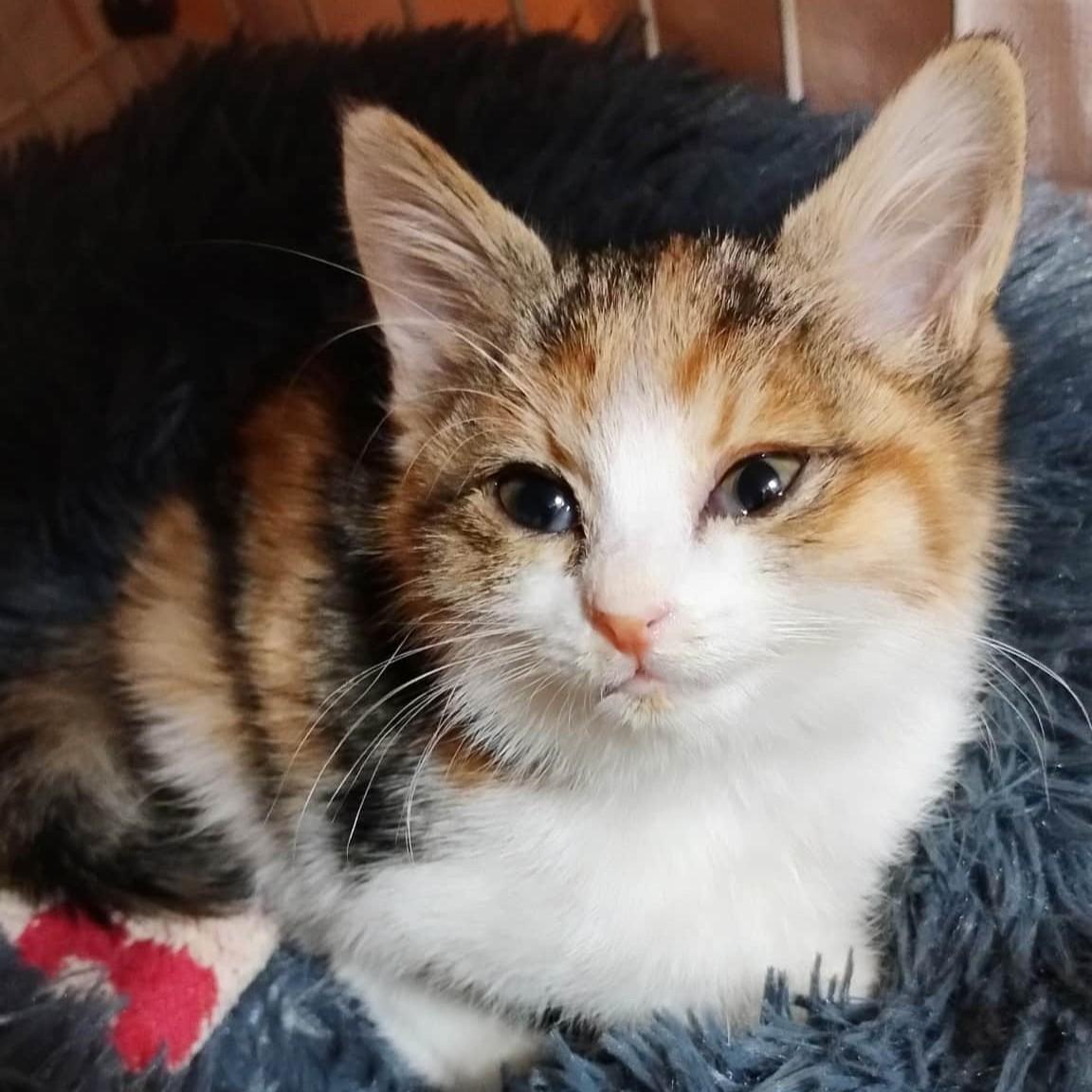 TNR保護猫活動子ねこ里親募集　福岡市保護猫　福岡市保護猫譲渡　保護猫里親募集福岡市　猫捕獲福岡市　保護猫預かりボランティア福岡市