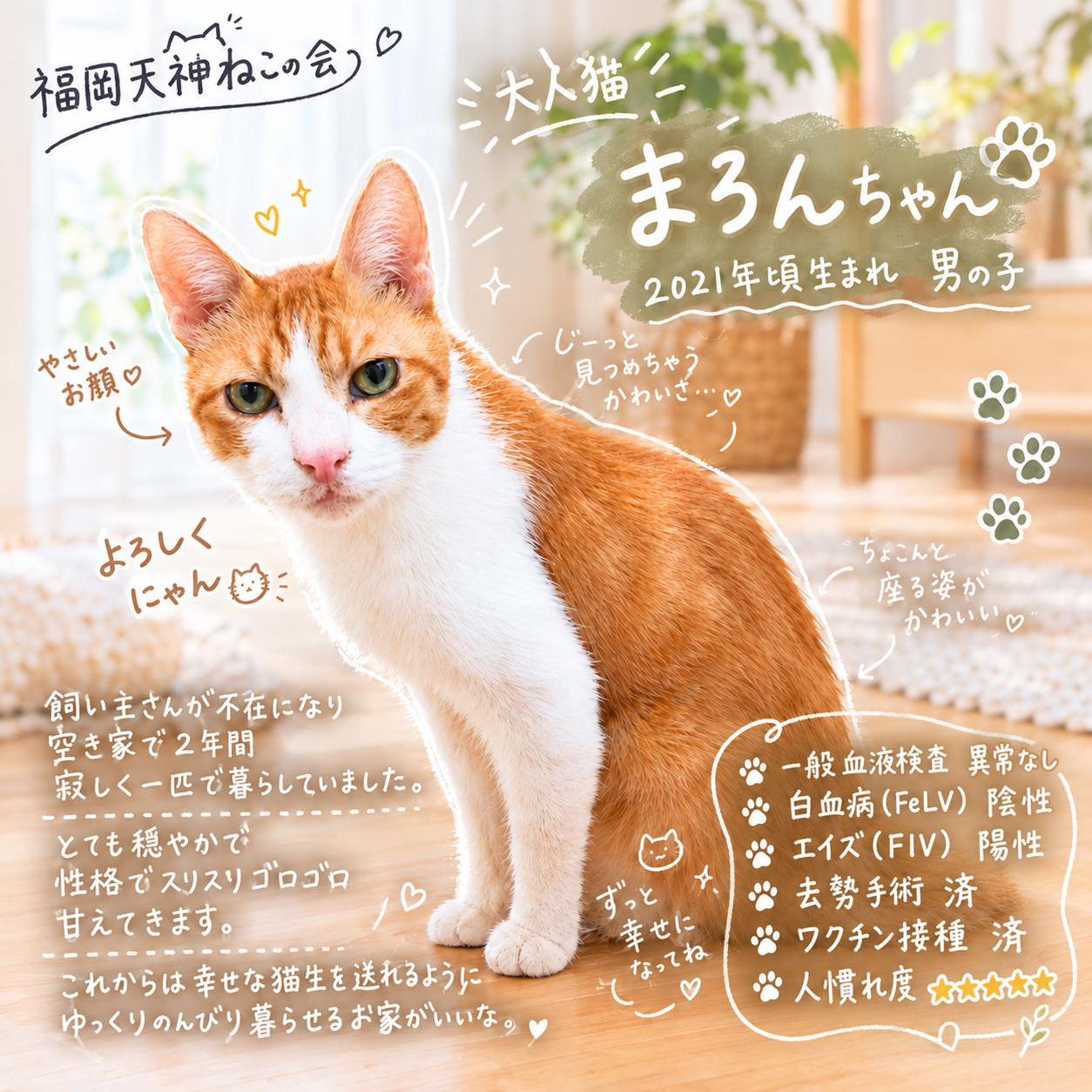 TNR保護猫活動子ねこ里親募集　福岡市保護猫　福岡市保護猫譲渡　保護猫里親募集福岡市　猫捕獲福岡市　保護猫預かりボランティア福岡市