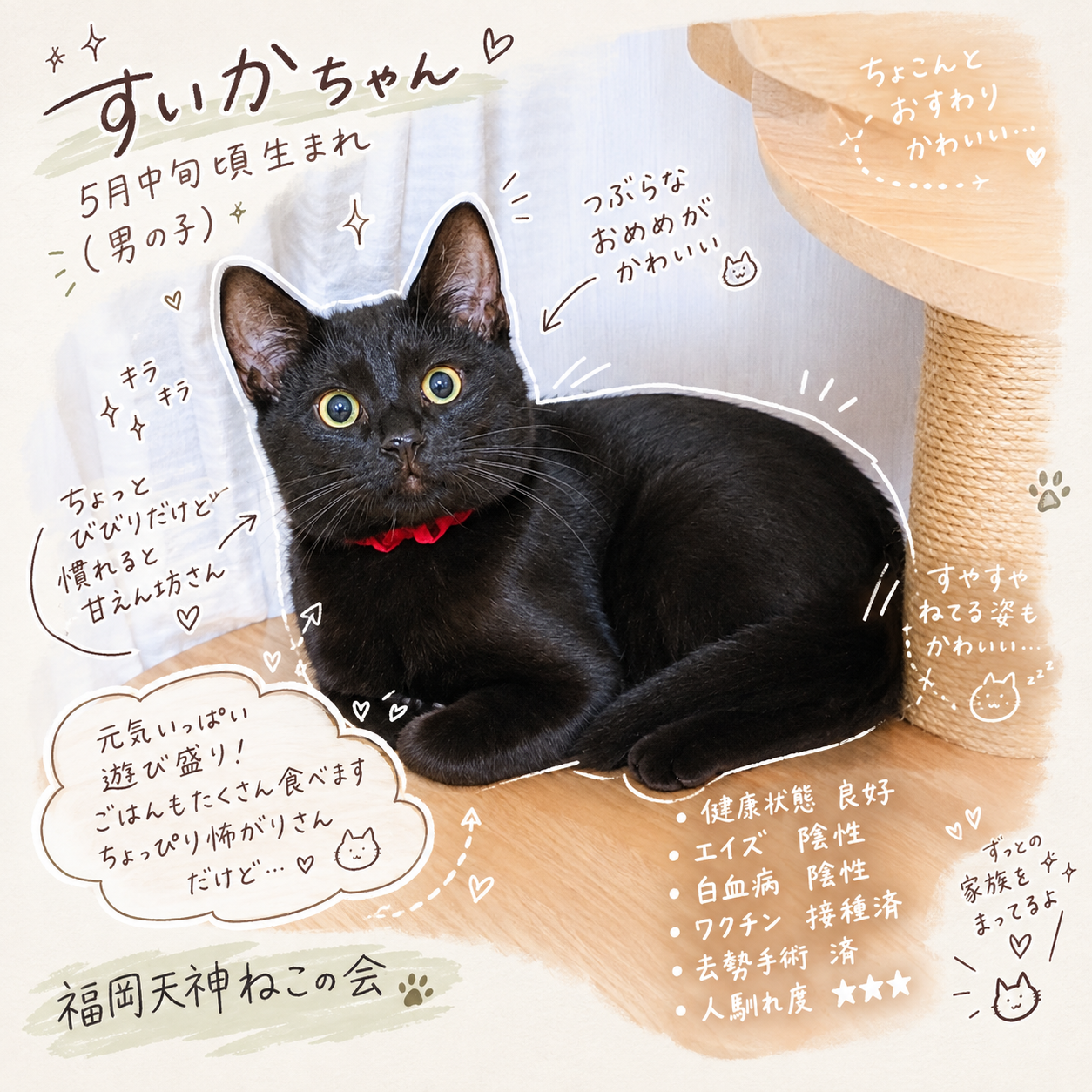 TNR保護猫活動子ねこ里親募集　福岡市保護猫　福岡市保護猫譲渡　保護猫里親募集福岡市　猫捕獲福岡市　保護猫預かりボランティア福岡市