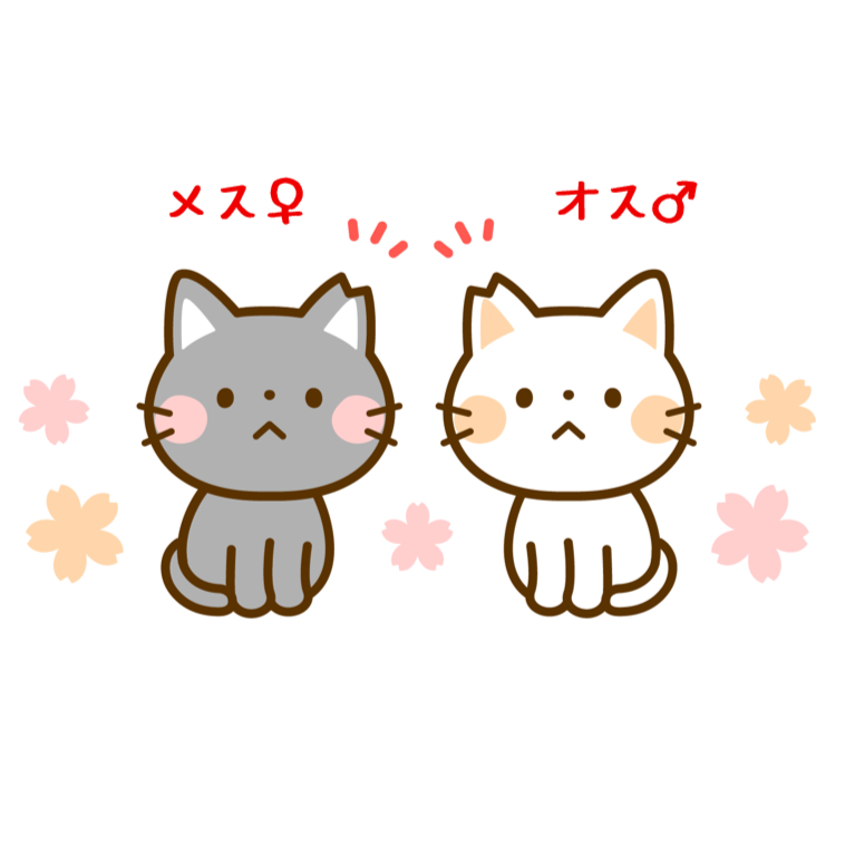 TNR保護猫活動子ねこ　保護猫　福岡　福岡市保護猫　福岡市保護猫譲渡　保護猫里親募集福岡市　猫捕獲福岡市　保護猫預かりボランティア福岡市