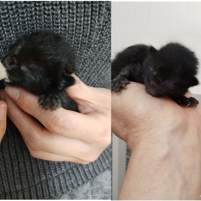 TNR保護猫活動子ねこ里親募集　福岡市保護猫　福岡市保護猫譲渡　保護猫里親募集福岡市　猫捕獲福岡市　保護猫預かりボランティア福岡市