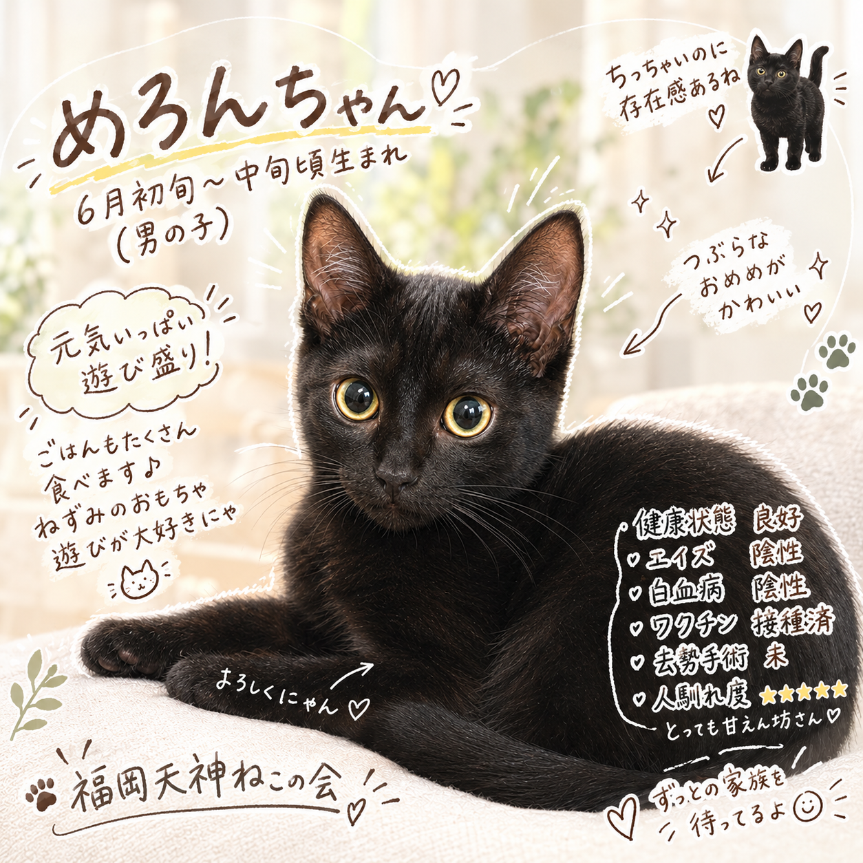 TNR保護猫活動子ねこ里親募集　福岡市保護猫　福岡市保護猫譲渡　保護猫里親募集福岡市　猫捕獲福岡市　保護猫預かりボランティア福岡市