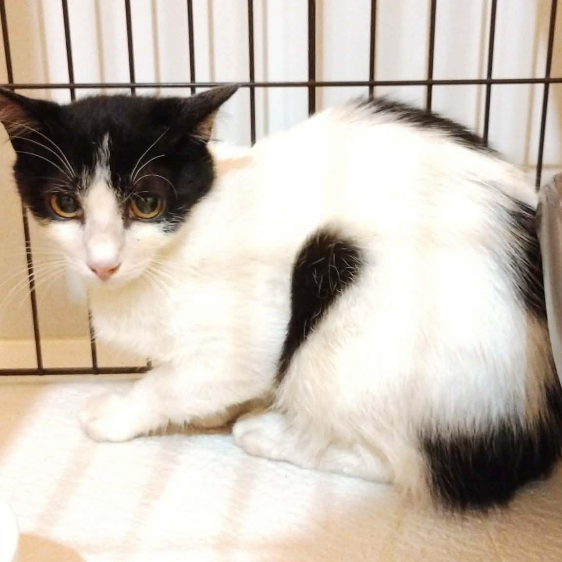 TNR保護猫活動子ねこ里親募集　福岡市保護猫　福岡市保護猫譲渡　保護猫里親募集福岡市　猫捕獲福岡市　保護猫預かりボランティア福岡市