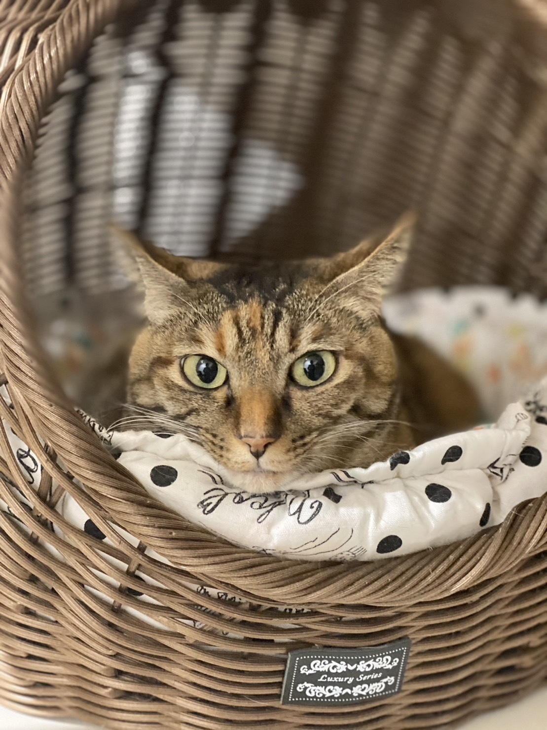 TNR　保護猫活動　子ねこ　保護猫　福岡　福岡市保護猫　福岡市保護猫譲渡　保護猫里親募集福岡市　猫捕獲福岡市　保護猫預かりボランティア福岡市