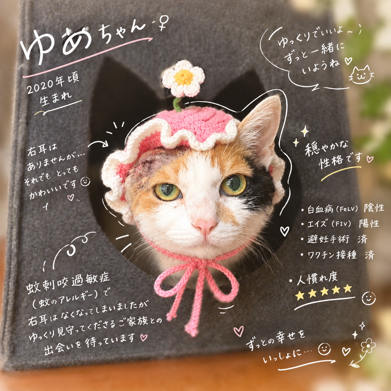 TNR保護猫活動子ねこ里親募集　福岡市保護猫　福岡市保護猫譲渡　保護猫里親募集福岡市　猫捕獲福岡市　保護猫預かりボランティア福岡市