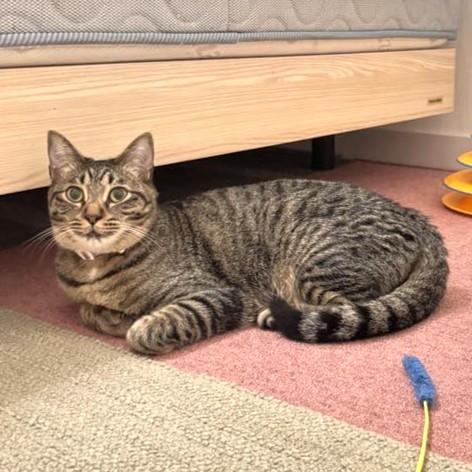 TNR保護猫活動子ねこ里親募集　福岡市保護猫　福岡市保護猫譲渡　保護猫里親募集福岡市　猫捕獲福岡市　保護猫預かりボランティア福岡市