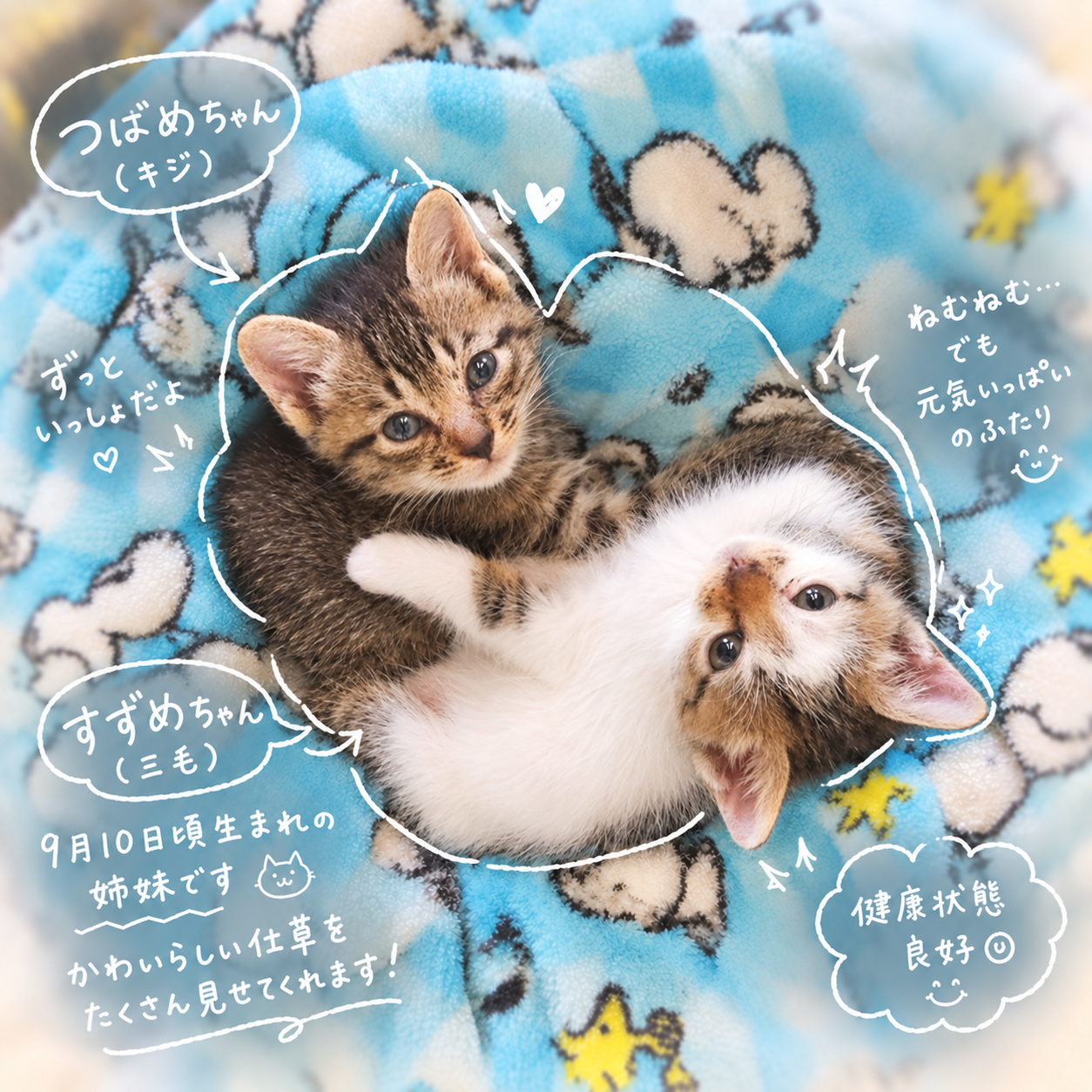 TNR保護猫活動子ねこ里親募集　福岡市保護猫　福岡市保護猫譲渡　保護猫里親募集福岡市　猫捕獲福岡市　保護猫預かりボランティア福岡市