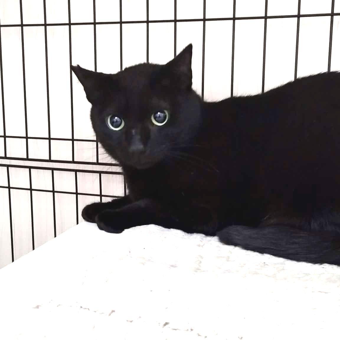 TNR保護猫活動子ねこ里親募集　福岡市保護猫　福岡市保護猫譲渡　保護猫里親募集福岡市　猫捕獲福岡市　保護猫預かりボランティア福岡市