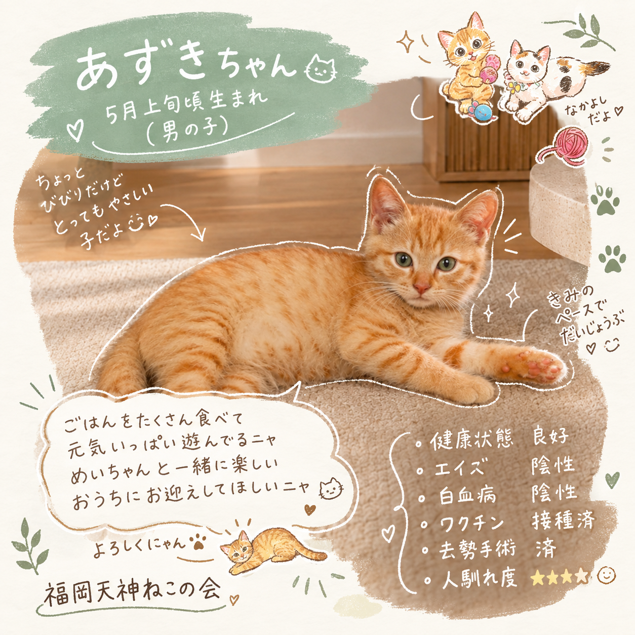 TNR保護猫活動子ねこ里親募集　福岡市保護猫　福岡市保護猫譲渡　保護猫里親募集福岡市　猫捕獲福岡市　保護猫預かりボランティア福岡市