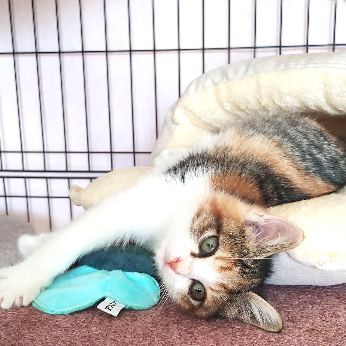 TNR保護猫活動子ねこ里親募集　福岡市保護猫　福岡市保護猫譲渡　保護猫里親募集福岡市　猫捕獲福岡市　保護猫預かりボランティア福岡市