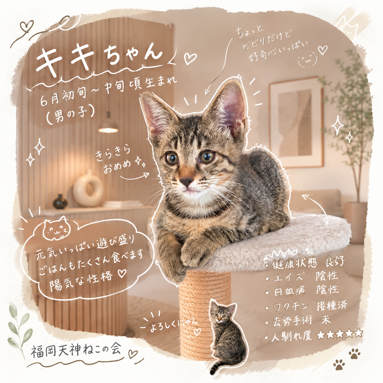 TNR保護猫活動子ねこ里親募集　福岡市保護猫　福岡市保護猫譲渡　保護猫里親募集福岡市　猫捕獲福岡市　保護猫預かりボランティア福岡市