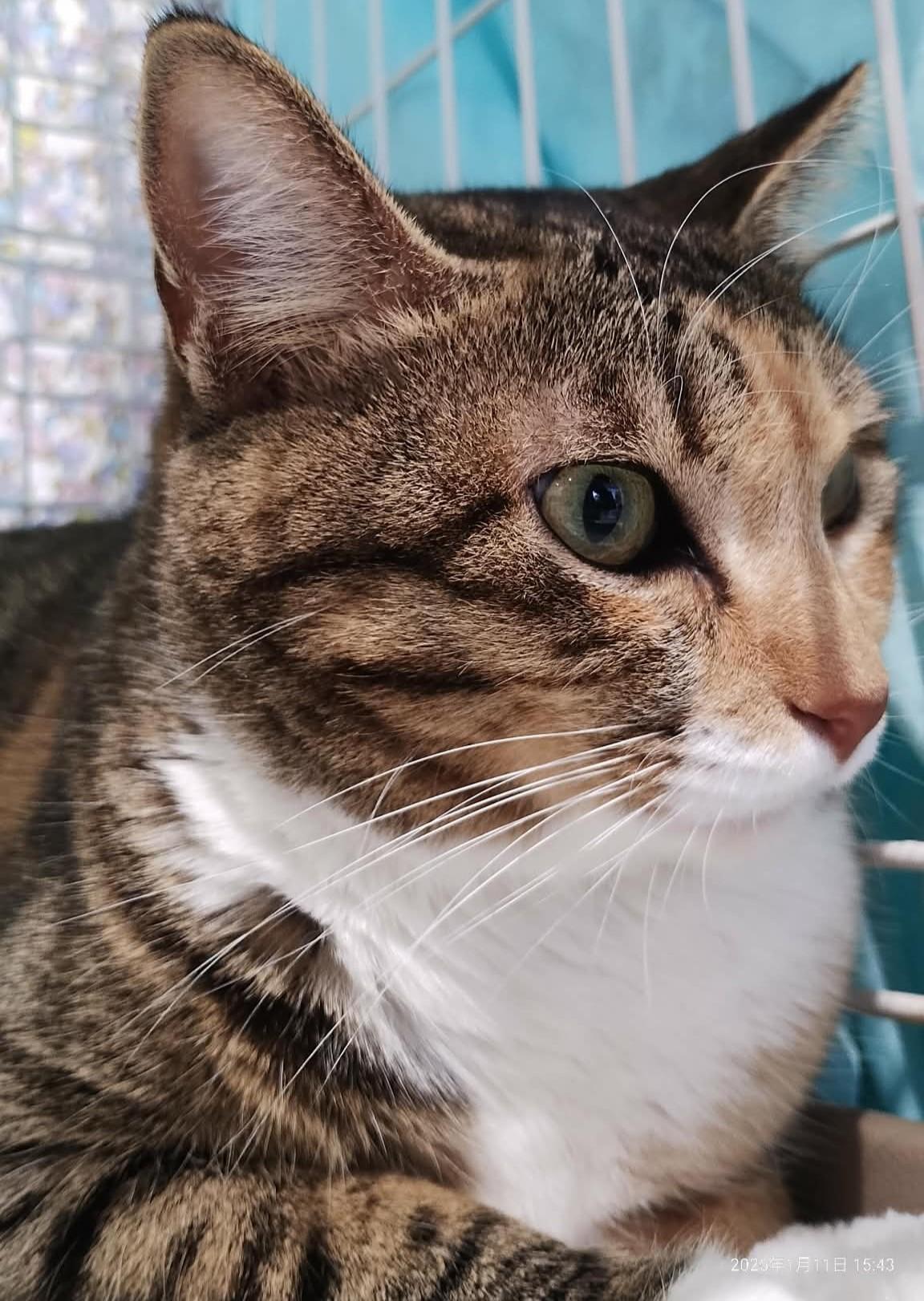 TNR保護猫活動子ねこ里親募集　福岡市保護猫　福岡市保護猫譲渡　保護猫里親募集福岡市　猫捕獲福岡市　保護猫預かりボランティア福岡市