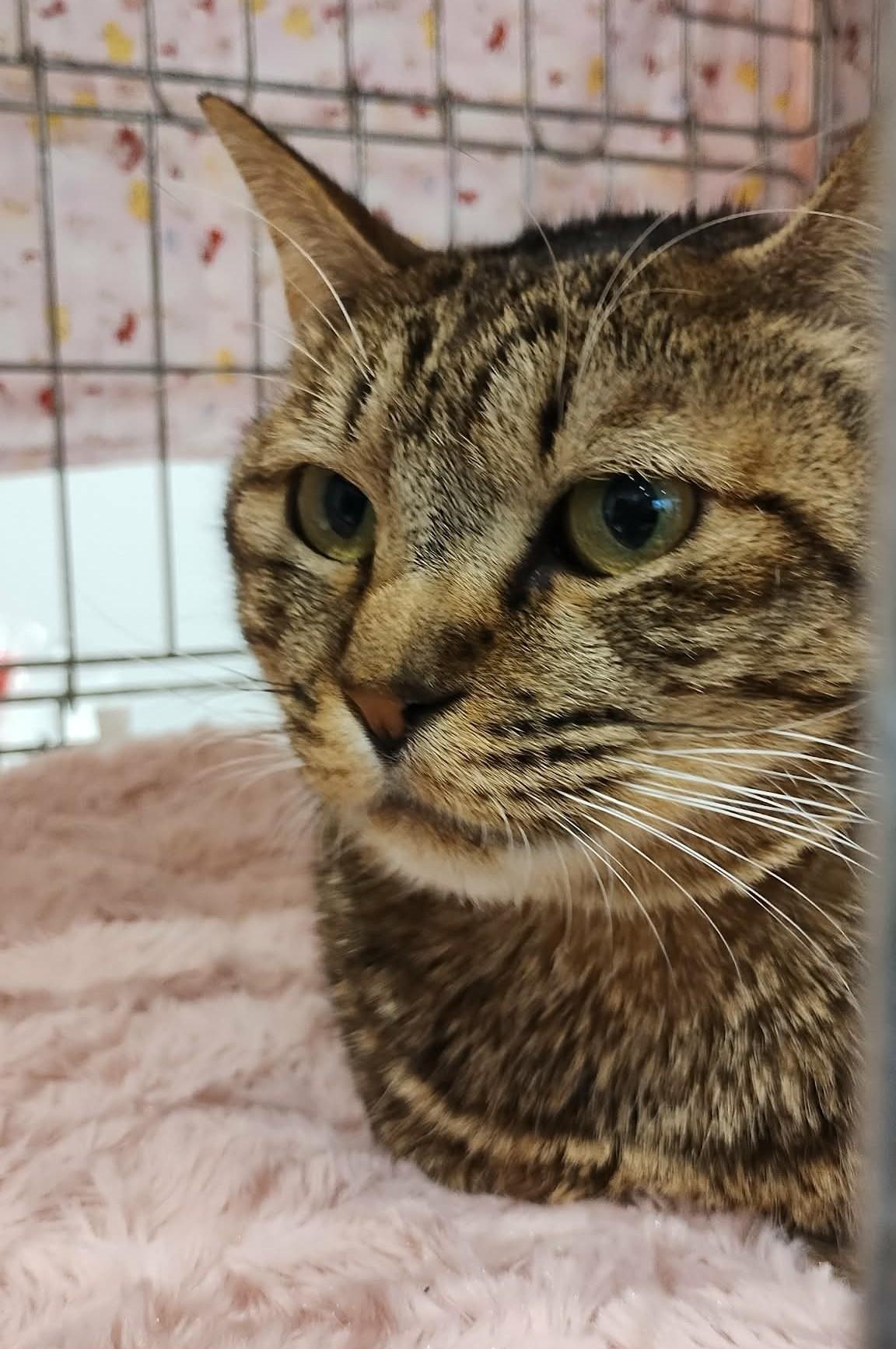 TNR保護猫活動子ねこ里親募集　福岡市保護猫　福岡市保護猫譲渡　保護猫里親募集福岡市　猫捕獲福岡市　保護猫預かりボランティア福岡市