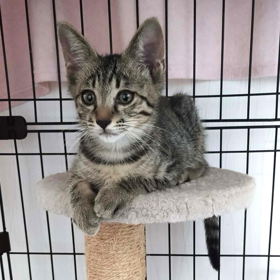TNR保護猫活動子ねこ里親募集　福岡市保護猫　福岡市保護猫譲渡　保護猫里親募集福岡市　猫捕獲福岡市　保護猫預かりボランティア福岡市