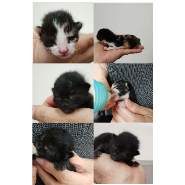 TNR保護猫活動子ねこ里親募集　福岡市保護猫　福岡市保護猫譲渡　保護猫里親募集福岡市　猫捕獲福岡市　保護猫預かりボランティア福岡市