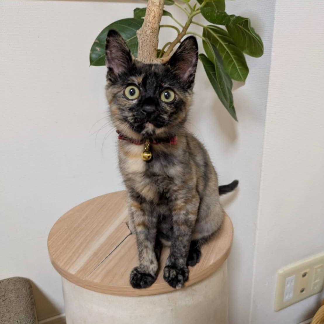 福岡市保護猫　福岡市保護猫譲渡　保護猫里親募集福岡市　猫捕獲福岡市　保護猫預かりボランティア福岡市　サビねこ里親募集