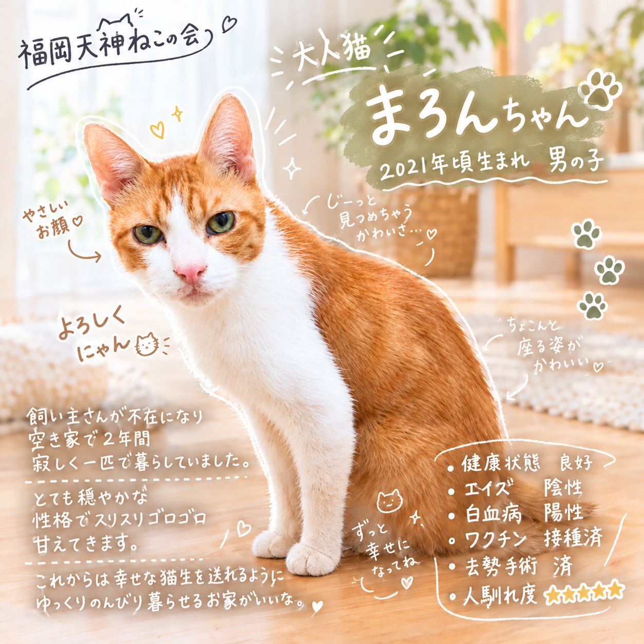 TNR保護猫活動子ねこ里親募集　福岡市保護猫　福岡市保護猫譲渡　保護猫里親募集福岡市　猫捕獲福岡市　保護猫預かりボランティア福岡市