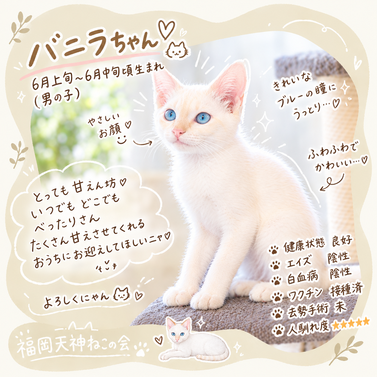 TNR保護猫活動子ねこ里親募集　福岡市保護猫　福岡市保護猫譲渡　保護猫里親募集福岡市　猫捕獲福岡市　保護猫預かりボランティア福岡市