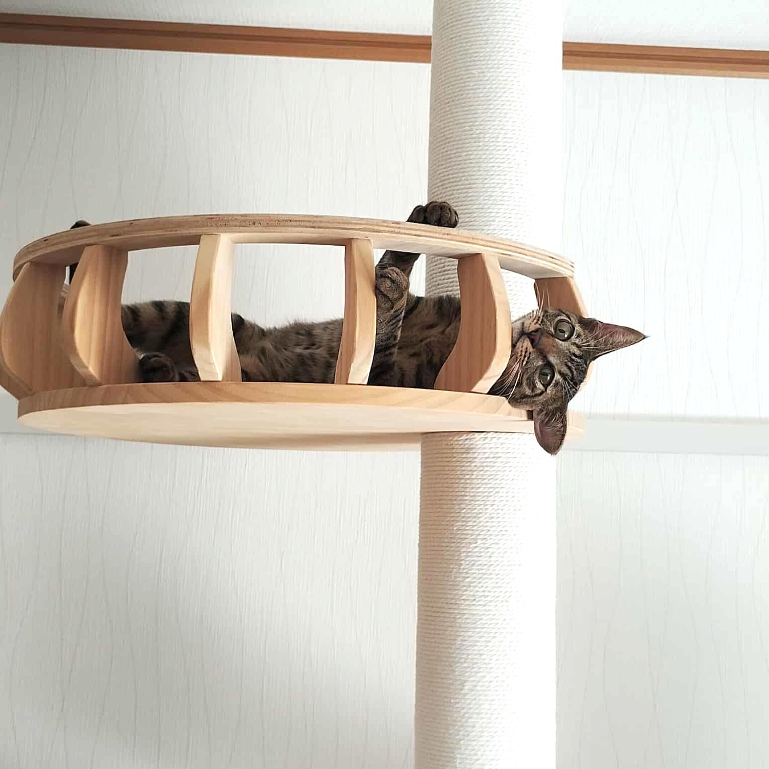 福岡市保護猫　福岡市保護猫譲渡　保護猫里親募集福岡市　猫捕獲福岡市　保護猫預かりボランティア福岡市