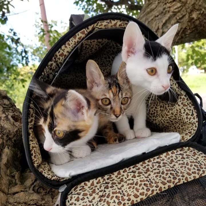 TNR保護猫活動子ねこ　保護猫　福岡