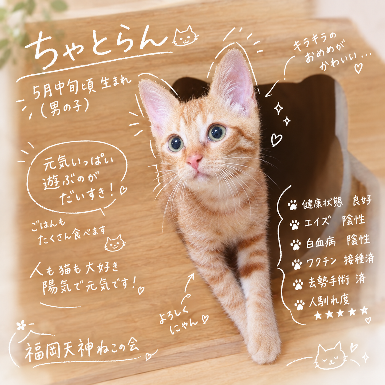 TNR保護猫活動子ねこ里親募集　福岡市保護猫　福岡市保護猫譲渡　保護猫里親募集福岡市　猫捕獲福岡市　保護猫預かりボランティア福岡市