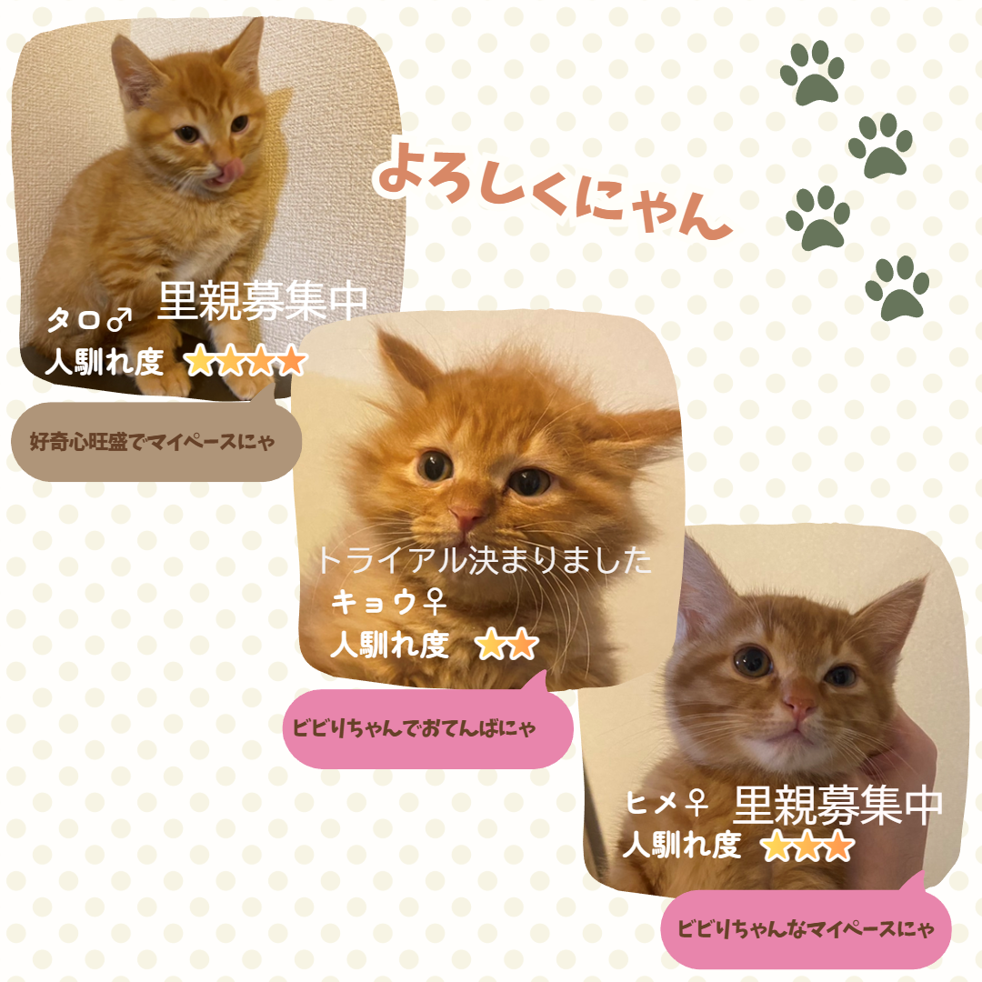 TNR保護猫活動子ねこ里親募集　福岡市保護猫　福岡市保護猫譲渡　保護猫里親募集福岡市　猫捕獲福岡市　保護猫預かりボランティア福岡市