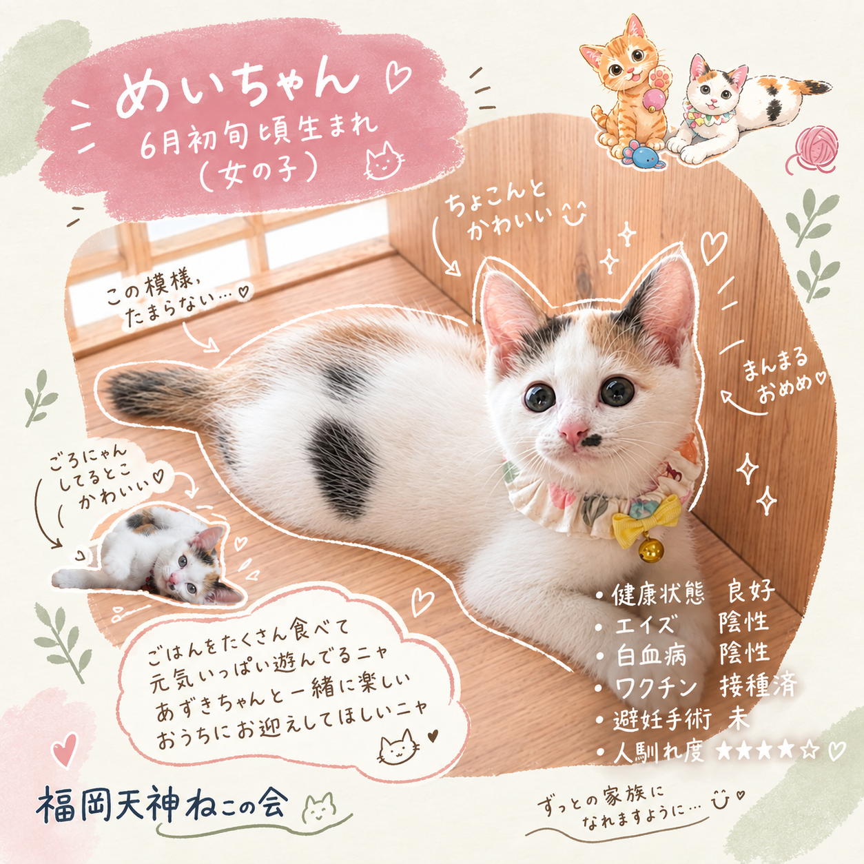 TNR保護猫活動子ねこ里親募集　福岡市保護猫　福岡市保護猫譲渡　保護猫里親募集福岡市　猫捕獲福岡市　保護猫預かりボランティア福岡市