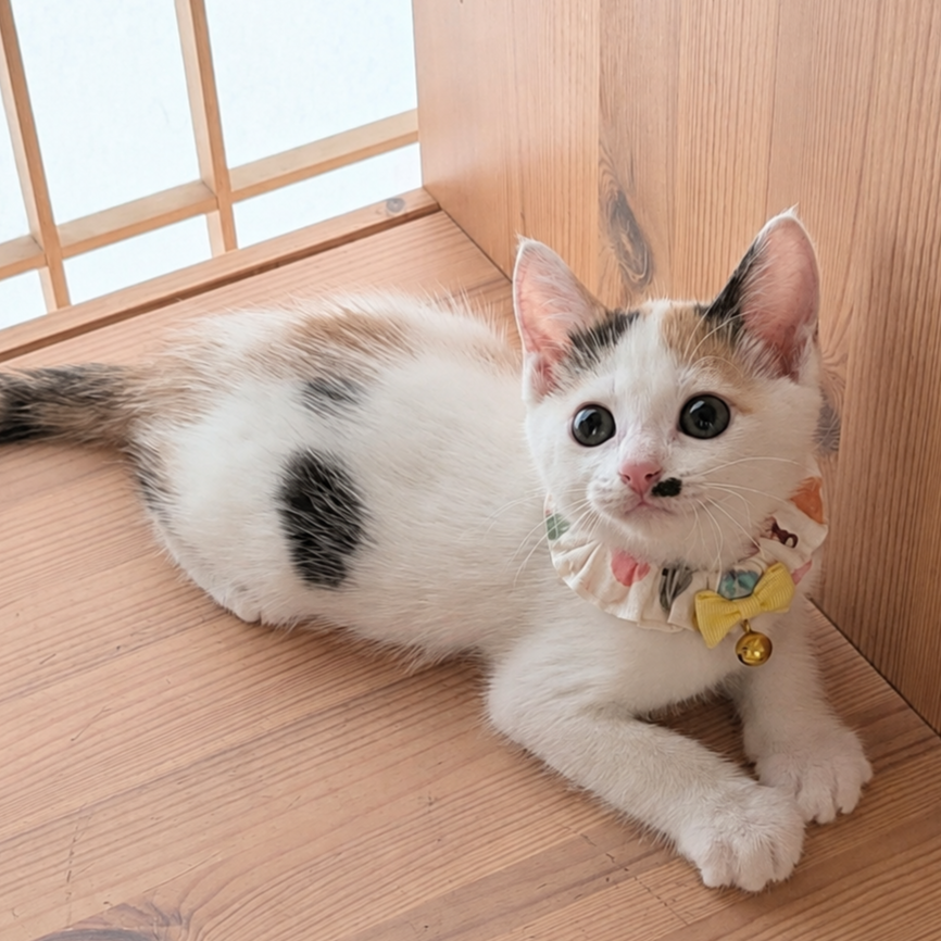 TNR保護猫活動子ねこ里親募集　福岡市保護猫　福岡市保護猫譲渡　保護猫里親募集福岡市　猫捕獲福岡市　保護猫預かりボランティア福岡市