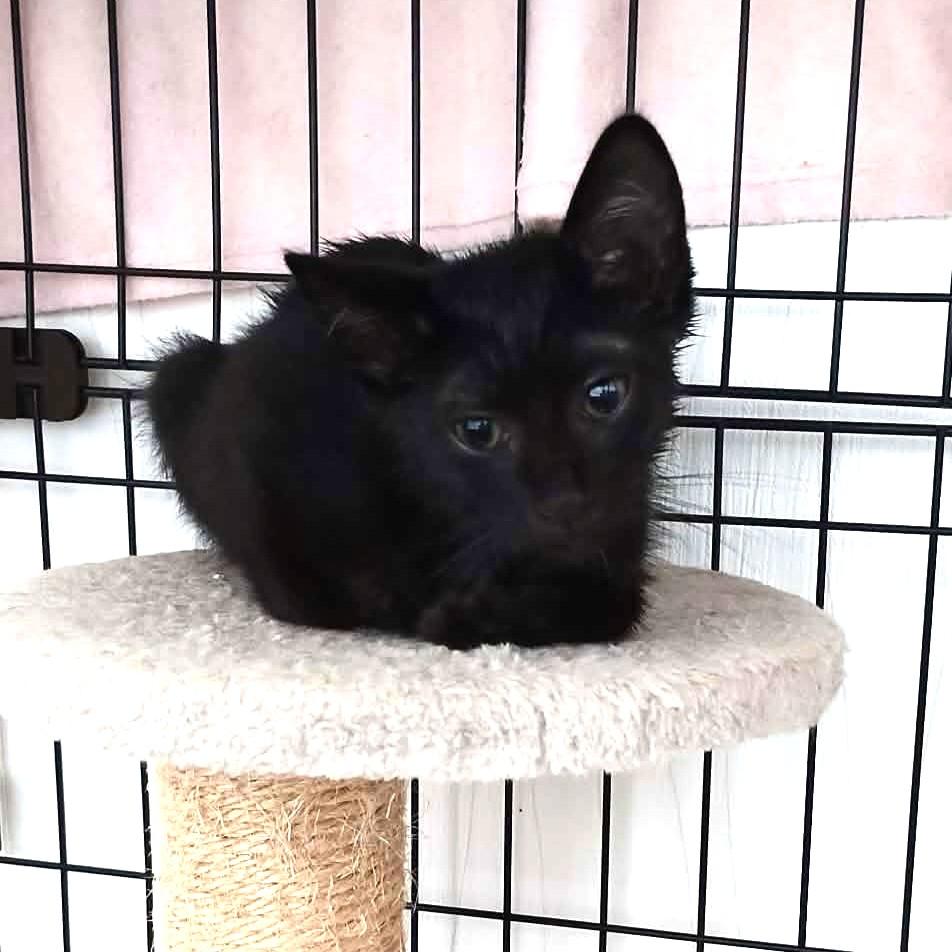 TNR保護猫活動子ねこ里親募集　福岡市保護猫　福岡市保護猫譲渡　保護猫里親募集福岡市　猫捕獲福岡市　保護猫預かりボランティア福岡市
