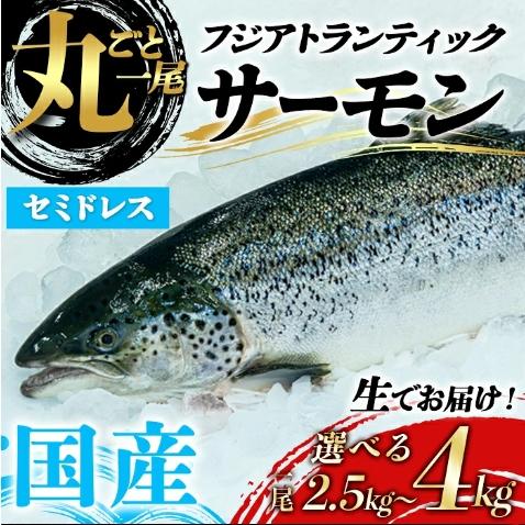 フジアトランティックサーモン１尾まるごと（セミドレス）の商品画像