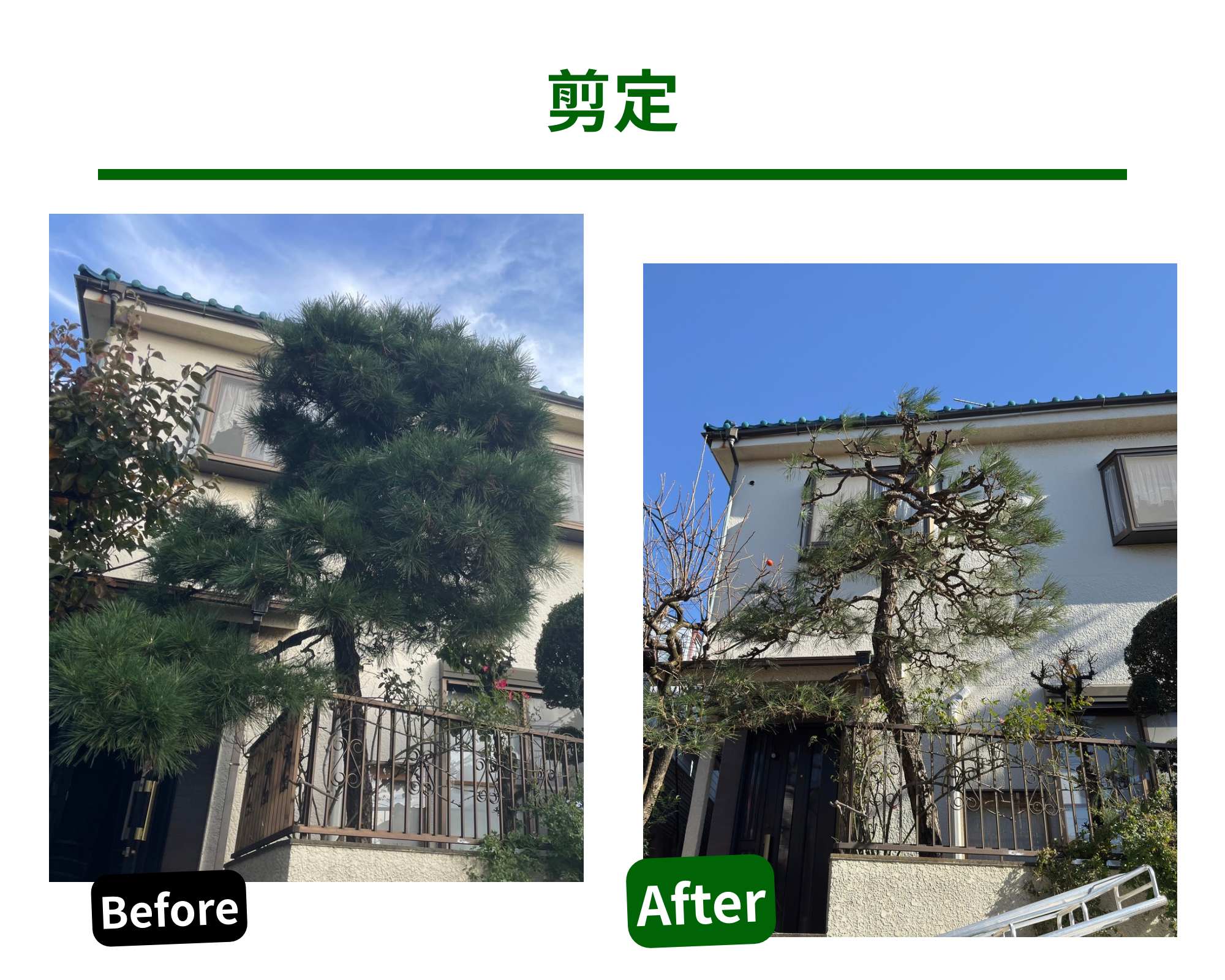 松の木の剪定作業の様子