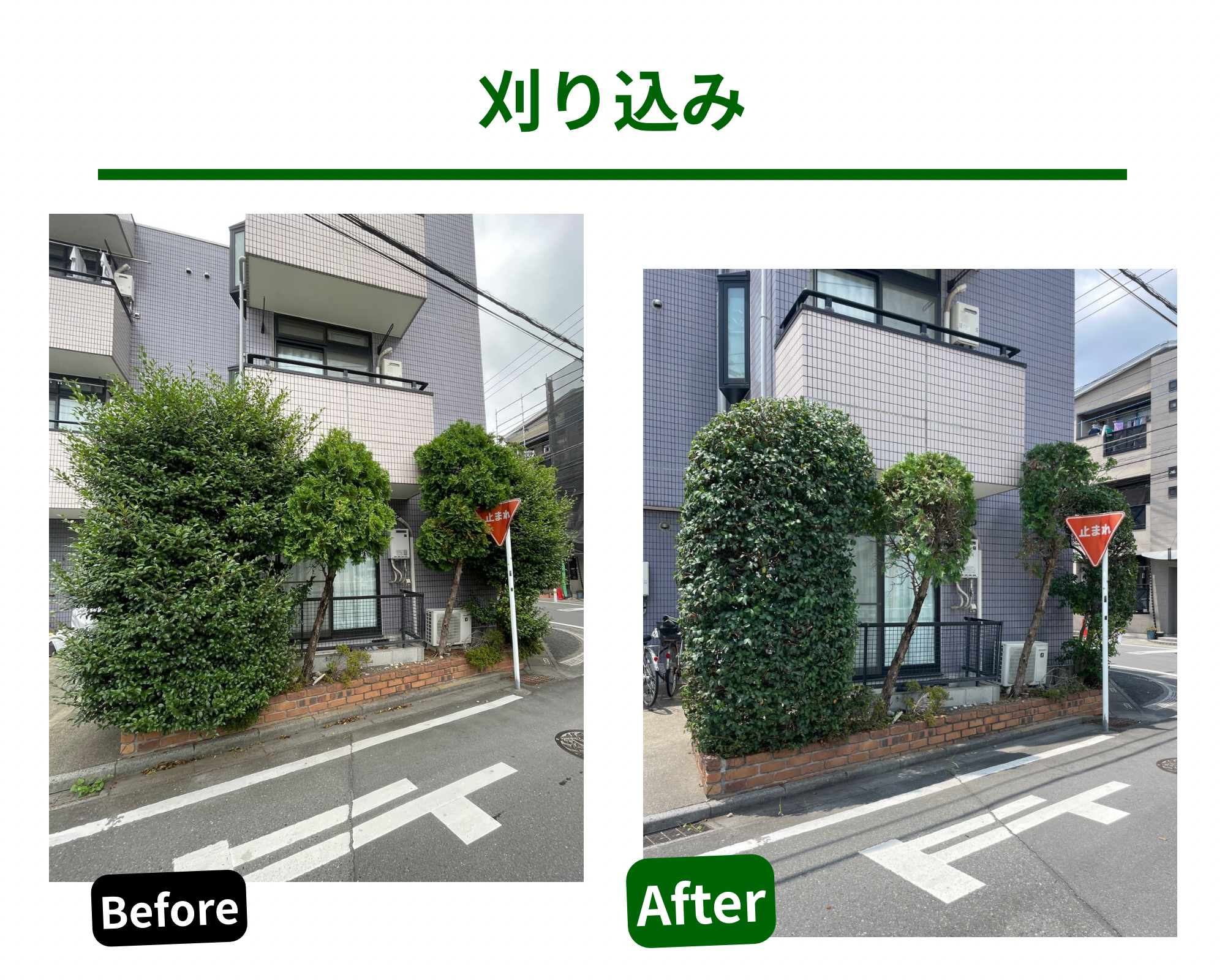 椿やコニファーの刈り込み作業の様子