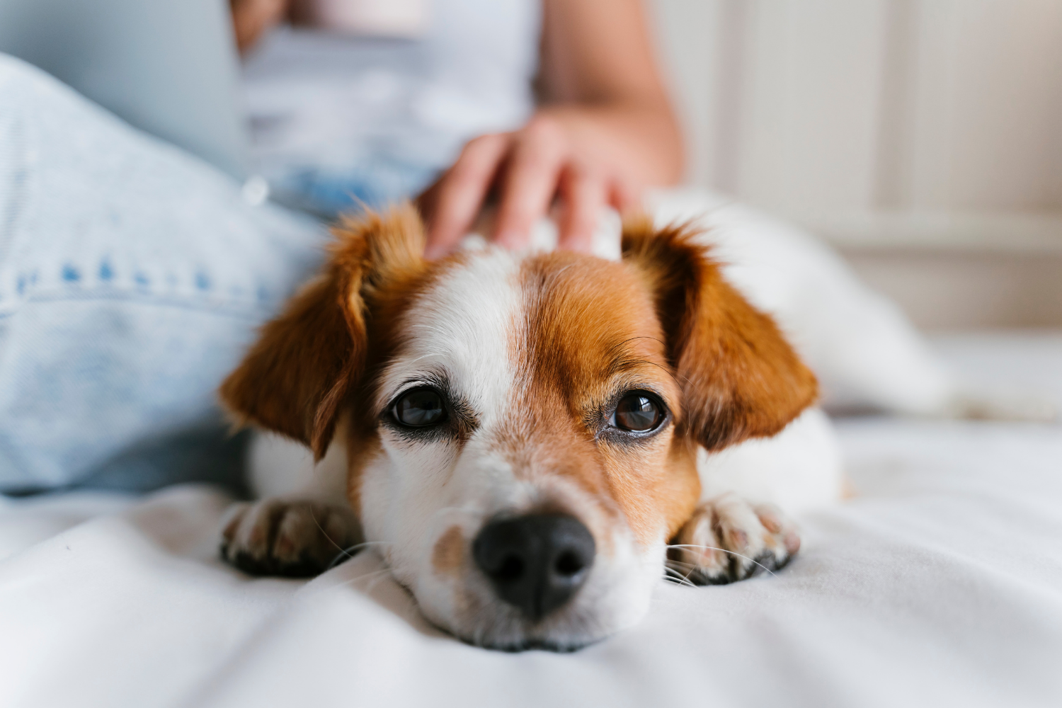 出張ペット火葬｜出張家族葬 千葉ペットスマイル24｜個別のお別れに安心している犬