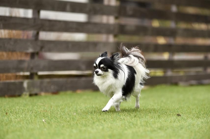 岐阜　愛知　三重　草刈り　剪定　草抜き　防草　除草　御用聞き　スマイル本舗　ガーデン部
