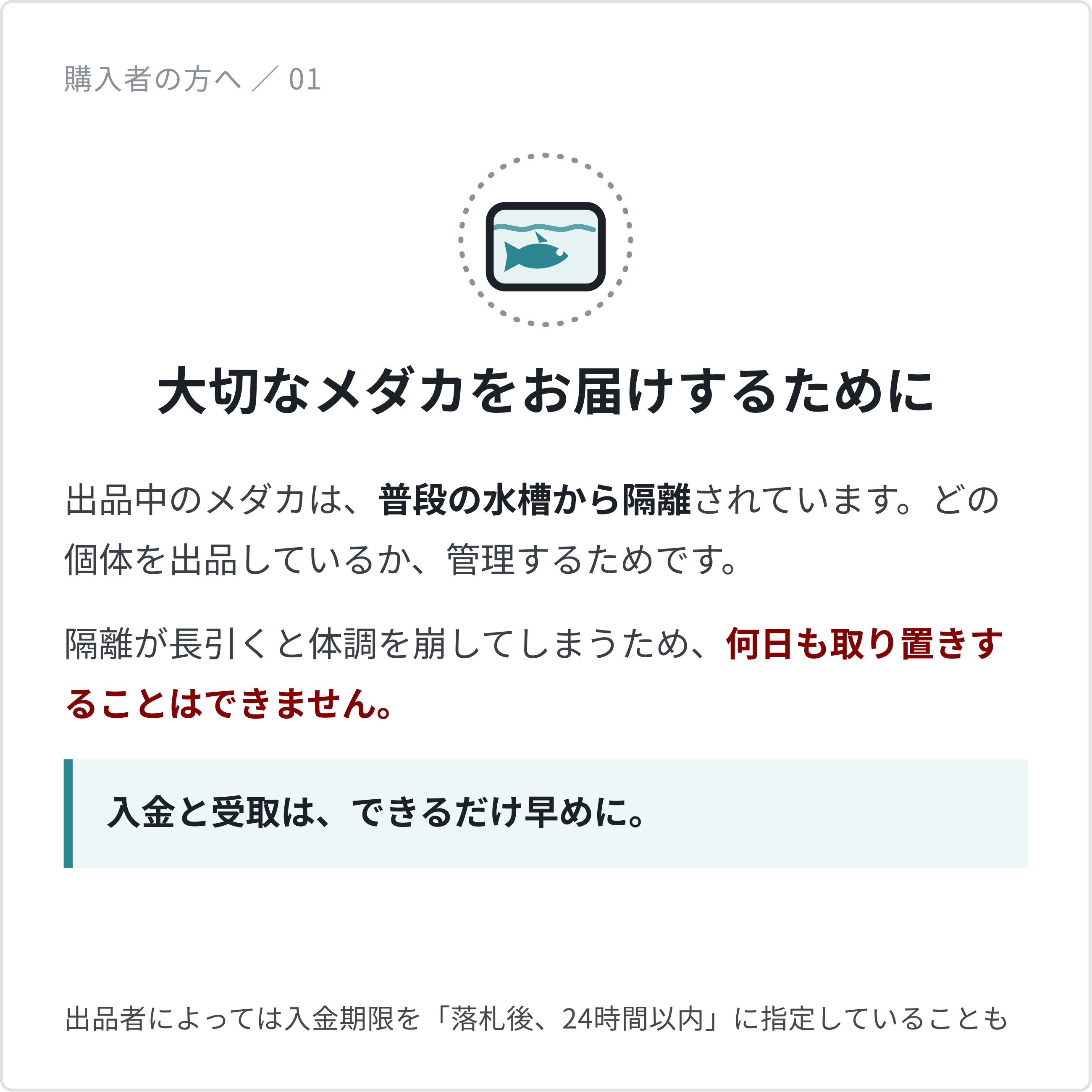出品中のメダカは普段の水槽から隔離されています。隔離が長引くと体調を崩すため、何日も取り置きはできません。入金と受取はできるだけ早めに。