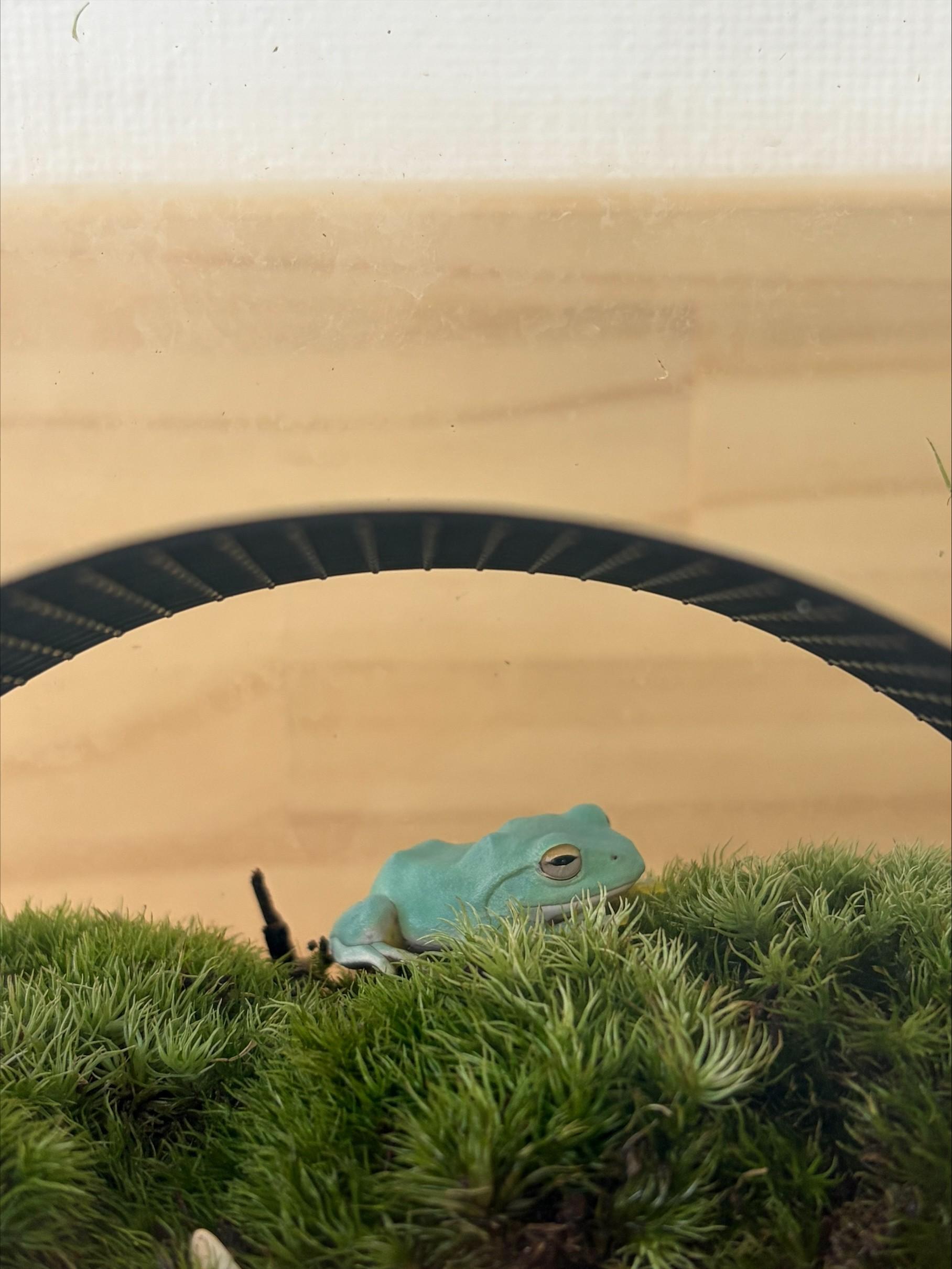 大阪玉造の科学教室やロボット教室の授業で活用する飼育しているカエル