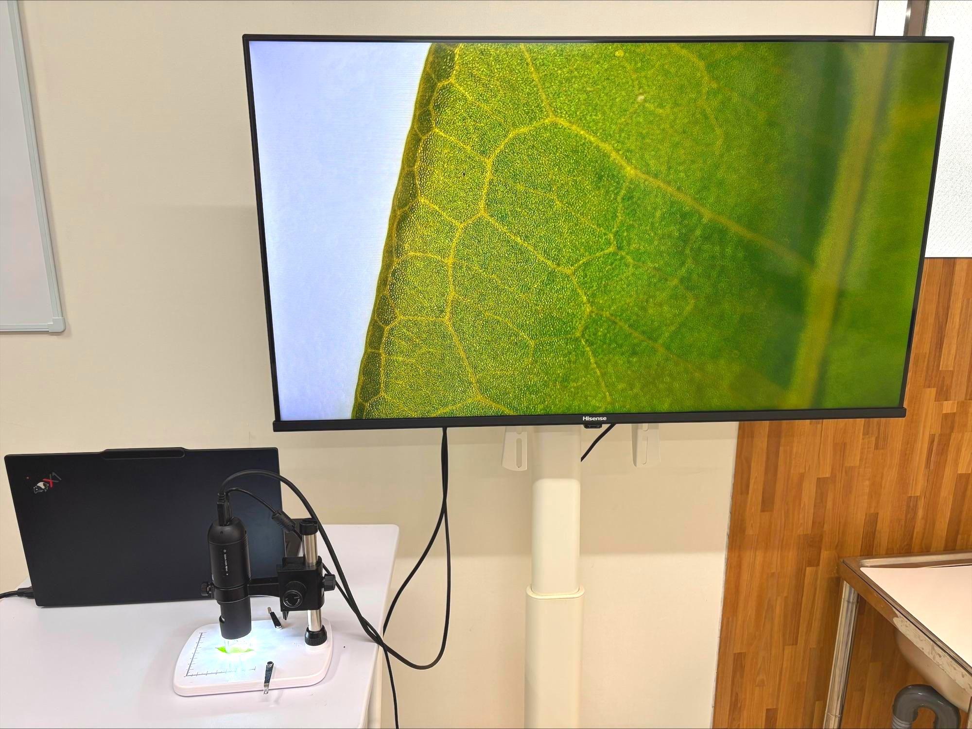 大阪玉造の科学教室で顕微鏡にて植物の葉を拡大している授業風景