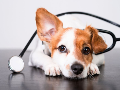 トリミング前健康診断の様子