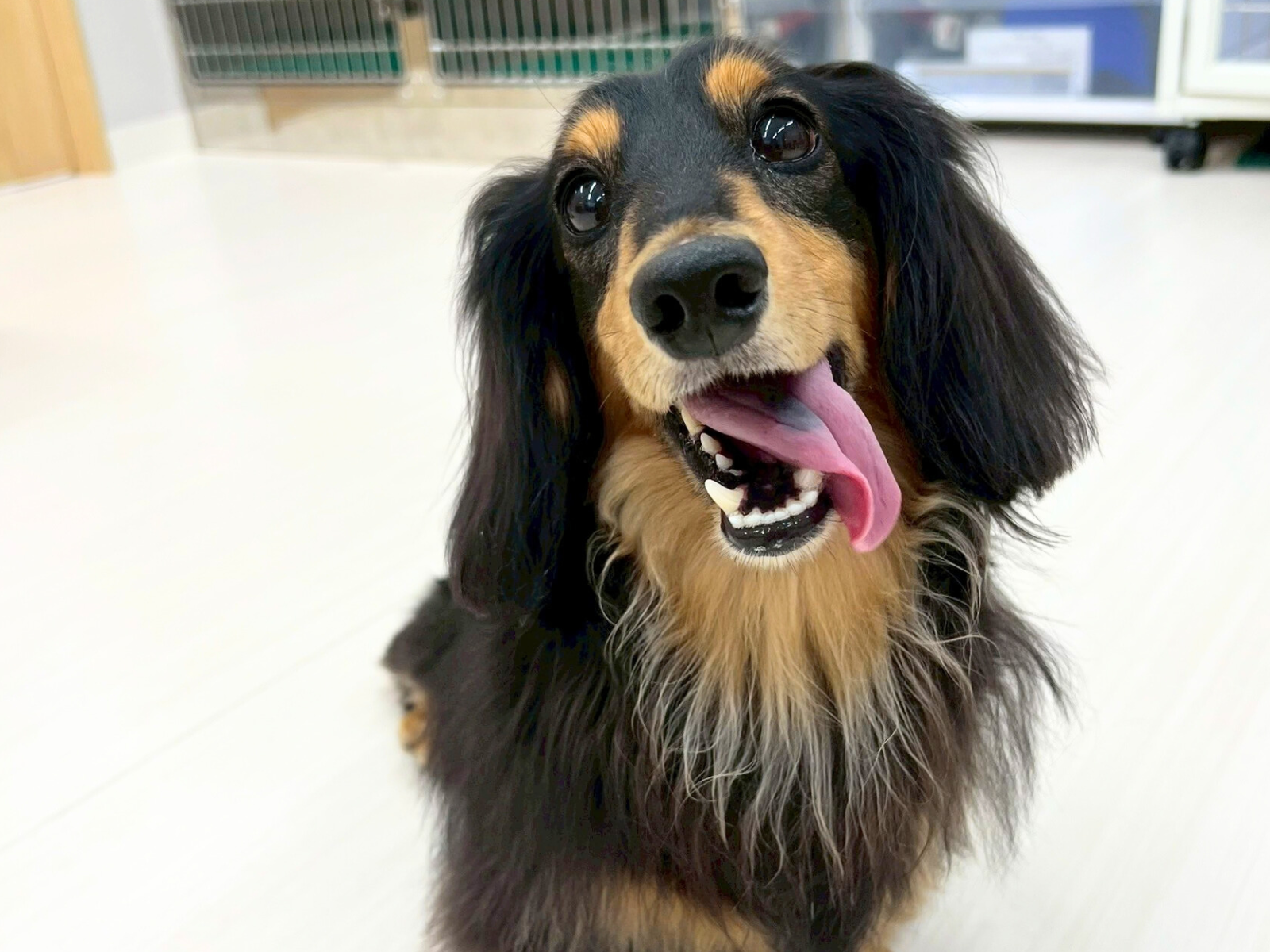 笑顔のダックス