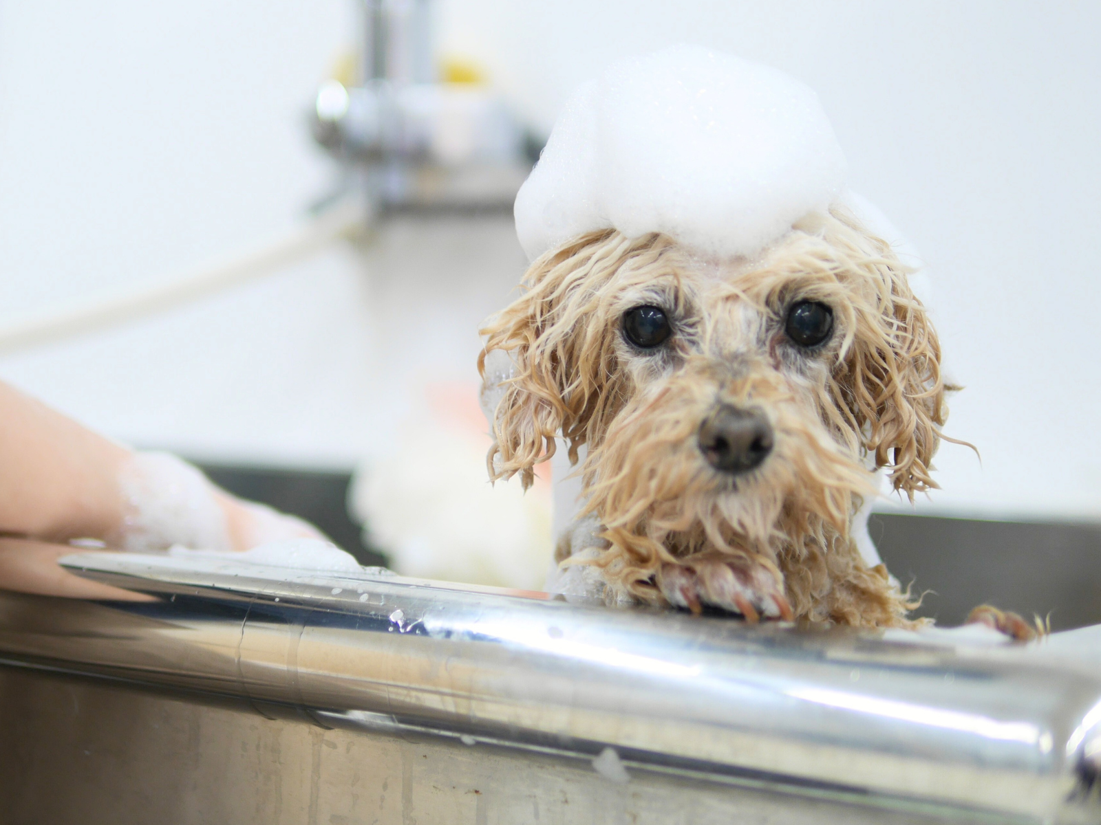 シャンプー中のトイプードル