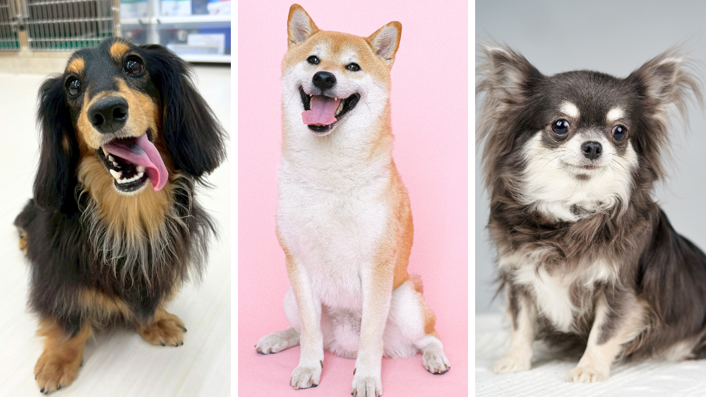 チワワ・ダックス・柴犬のような毛が伸び続けない犬種
